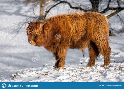 Closeup Of Scottish Highland Cattle In Winter Stock Image Image Of