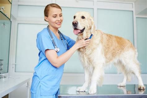 Famotidine for Dogs: What Does It Treat and Where Can You ...