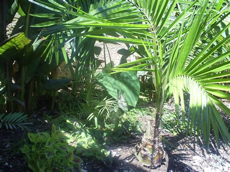 Canopy analysis derives its usefulness from the vitality of the canopy. Brad's Tropical Paradise: Understory plants
