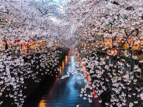 10 Best Places to See Japan’s Famous Cherry Blossoms - TripsToDiscover