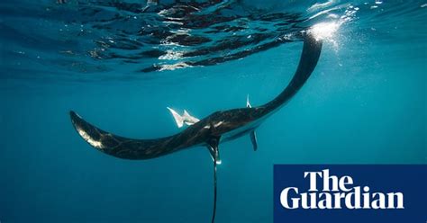 Manta Ray Being Driven To Extinction By Chinese Medicine Demand In