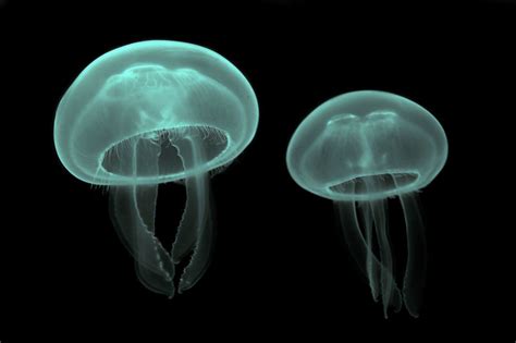 Musings Of A Biologist And Dog Lover Phylum Cnidaria