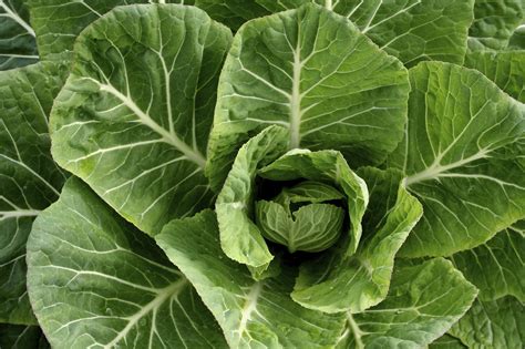What To Do With Collard Green Stems at Daisy Freeman blog