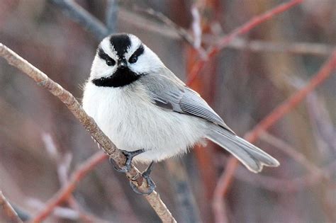 A Dominant Species In Many Arenas The 12 Gram Black Capped Chickadee
