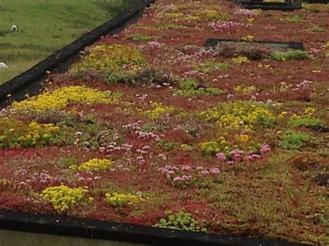 The Secrets Of A Sedum Roof Sedum Roof Green Roof Garden Roof Garden