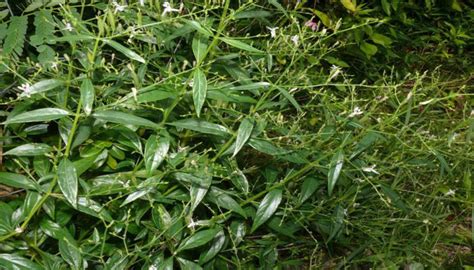 Check spelling or type a new query. Contoh Gambar Daun Sambiloto Lengkap | Kumpulan Gambar ...