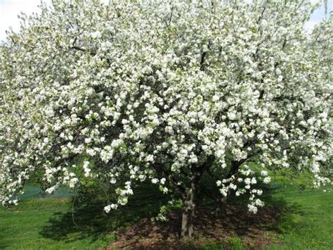 White Angel Crabapple Malus Inglis Missouri Botanical Garden Plant