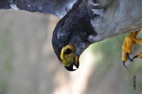 Slaty Backed Forest Falcon Mirandolles Bosvalk