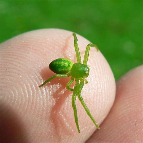 Tiny Green Spiders Submited Images
