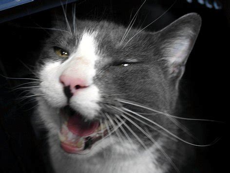 Tons of awesome cat meme wallpapers to download for free. Why Is My Cat Crying All Night? - Paws and Effect