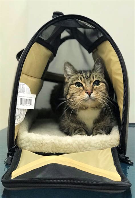 Cat Of The Month November 2018 Dirty Paws Bothell Pet Hospital