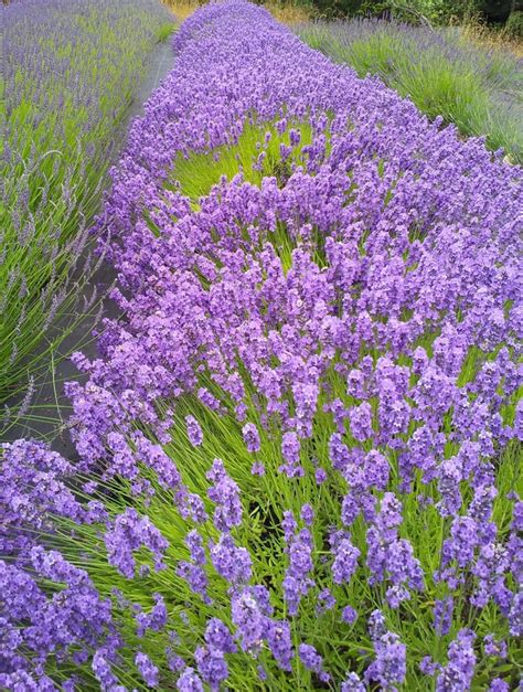 Lavender Lovely Lavender Lavender Beautiful Flowers