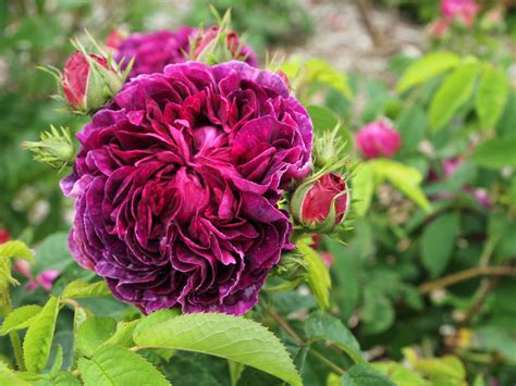 Five Purple Roses Old Garden Roses Fraser Valley Rose Farm