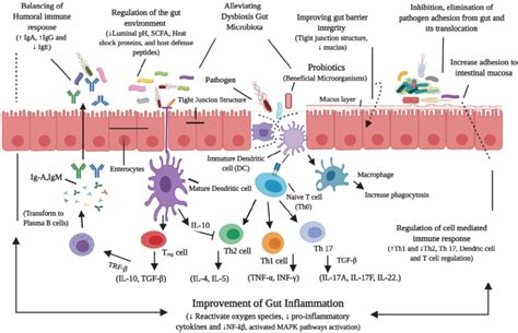 Probiotics Mechanisms Of Action In Alleviating The Host Gut Microbiota