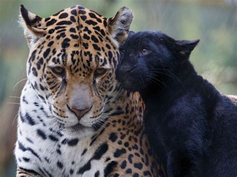 Jaguar Kitten Big Animals Animals Beautiful Baby Cats