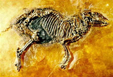 Messel Pit Fossil Site © Unesco Iucnweb Flickr