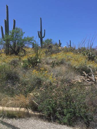 This trail goes by future generations overlook, cactus forest overlook, loma ve… Cactus Forest Drive (Tucson) - 2019 All You Need to Know ...