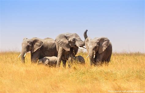 Interesting facts about African bush elephants | Just Fun Facts
