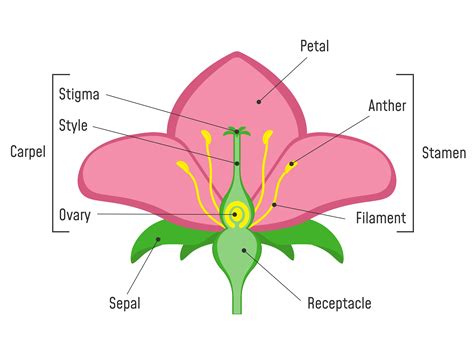 Plant Morphology Parts Of A Flower Lesson Plan Grades K My Xxx Hot Girl