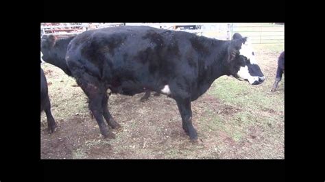 Cow Limp Due To Abscess Youtube