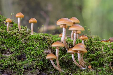 8 Most Poisonous Types Of Mushrooms - WorldAtlas