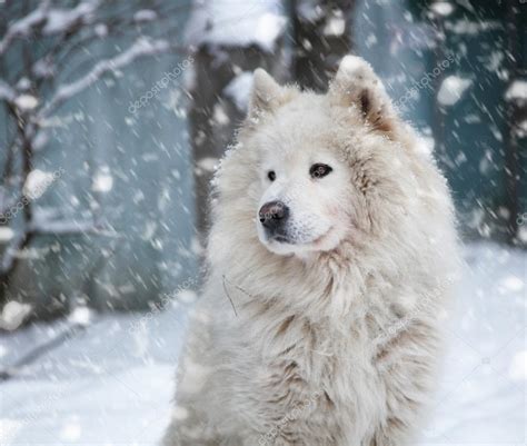 Fluffy White Dog Under The Falling Snow In Winter — Stock Photo