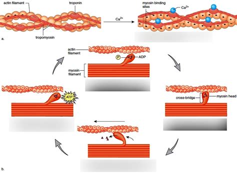 Myosin Cycle Diagram Quizlet