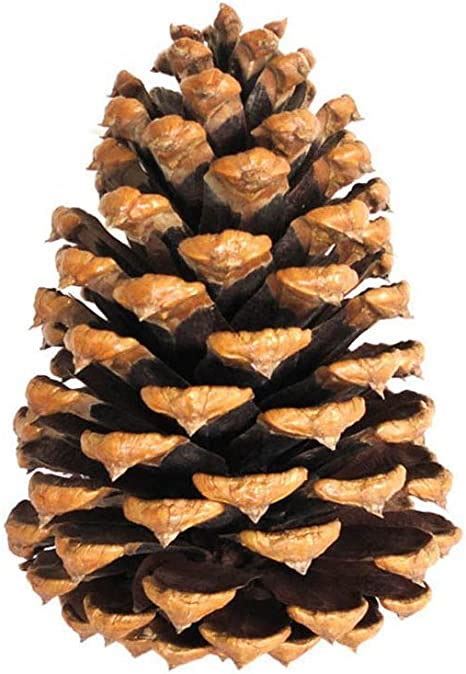 Natural Large Pine Cones For Crafts Amazonca Office Products