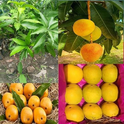 Grafted Ratnagiri Alphonso Mango Plant Height 2 3 Feet Furit After