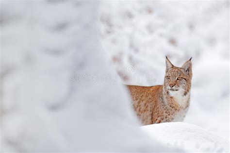 Lynx Winter Wildlife Cute Big Cat In Habitat Cold Condition Snowy