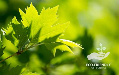 There's no doubt about it: Eco-Friendly Pest Control | Solutions For CA Homes ...