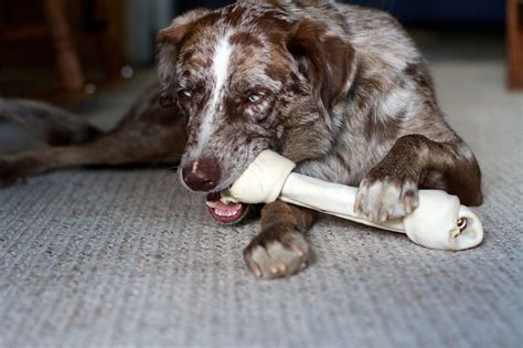 Rawhide chews are dog treats, given to dogs with hopes of cleaning their teeth and giving them something to chew. Can Puppies Have Rawhide Chews & Bones ? Best Rawhide For ...