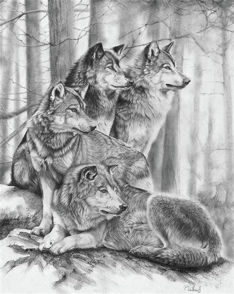 Wolf Pack Drawing By Peter Williams Pixels