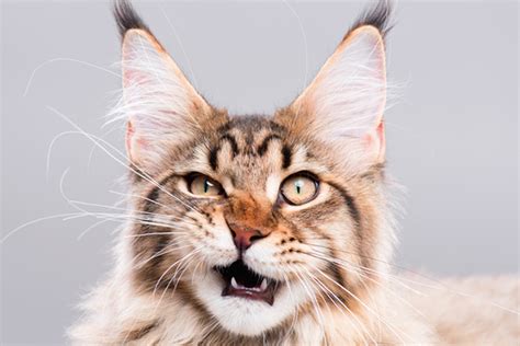 What Is A Cat Flehmen Response Catster