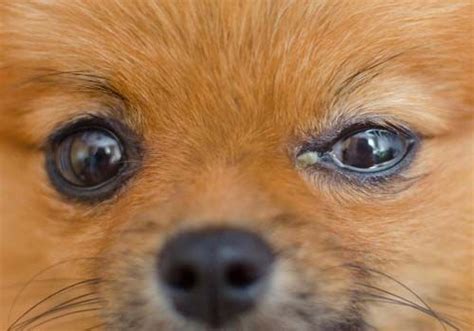 How Can I Treat My Dogs Eye Problems