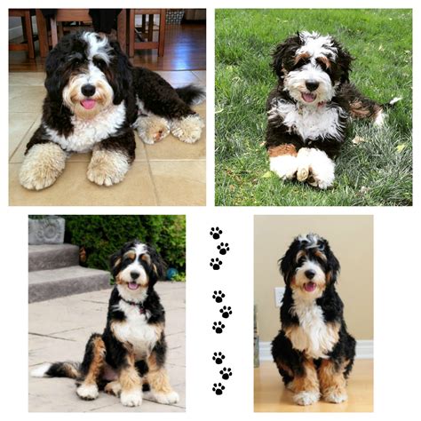 Miniature bernedoodle is a mix between the miniature poodle and the bernese mountain dog. Mini Bernedoodle Puppies | Doodle Dog Hill