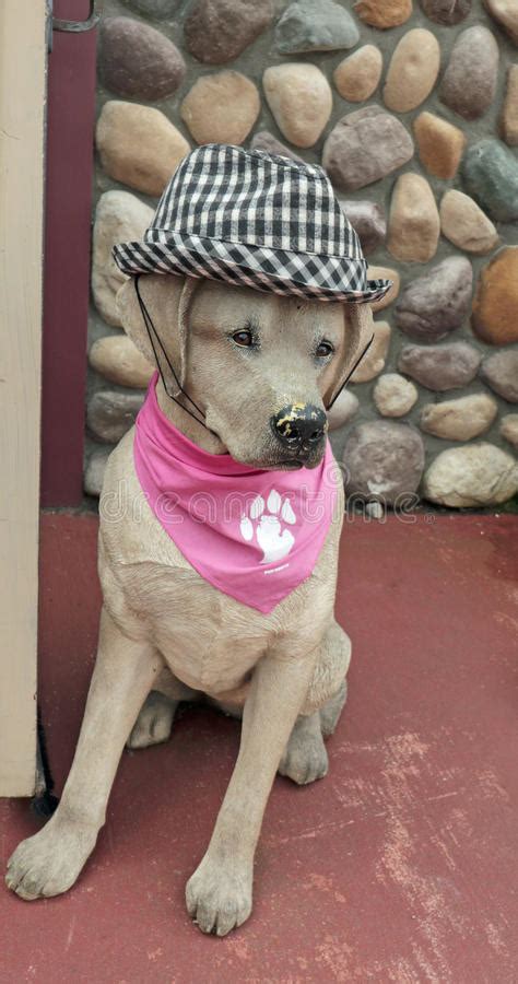 Dog Dressed With Hat And Scarf Editorial Photo Image Of Store Scarf