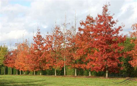 Quercus Rubra / Chêne rouge d'Amérique | Pépinière ...