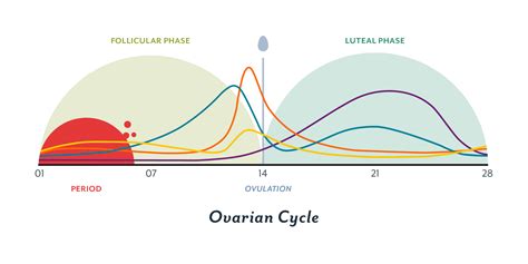 The Menstrual Cycle Phases Of Your Cycle