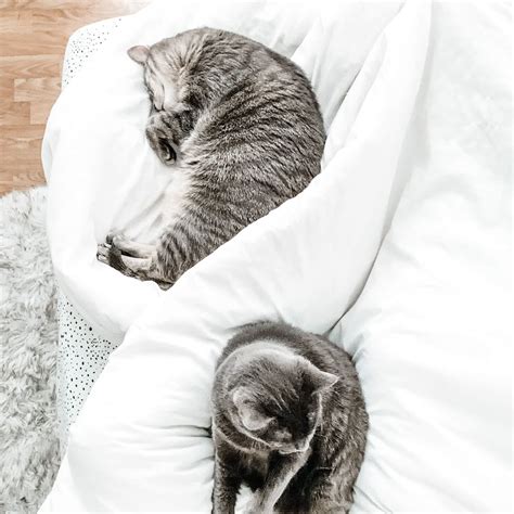 1 Reason Your Cat Loves To Sleep At The End Of The Bed Is Actually Kind