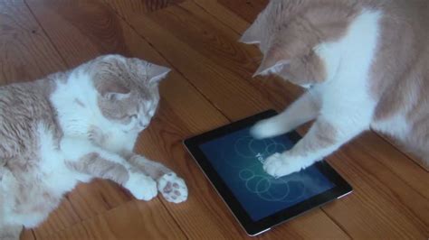 Do you have a cat? Cat fishing with iPad App - YouTube