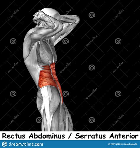 3d Illustration Brustkorb Menschliche Anatomie Oder Anatomische Und Muskeln Isoliert Auf