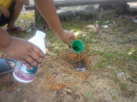 Pokok buah buahan hybrid kacuk home facebook. BIO ONE PLUS.BAJA ORGANIK: Bio-One-Plus (Penggunaan Pada ...