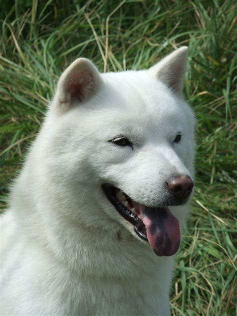 Hokkaido Inu Hokkaido Dog Fauna Akc Dog Breeds Jindo Dog Old Golden