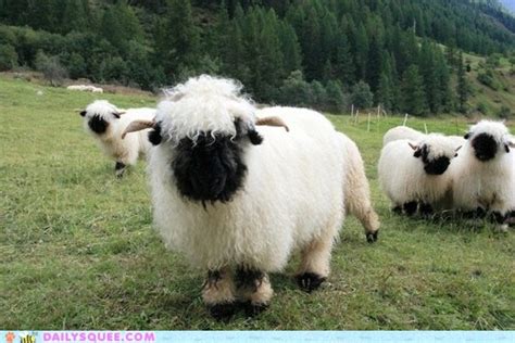 Valais Blacknose Sheep Daily Squee Cute Animals Cute Baby Animals