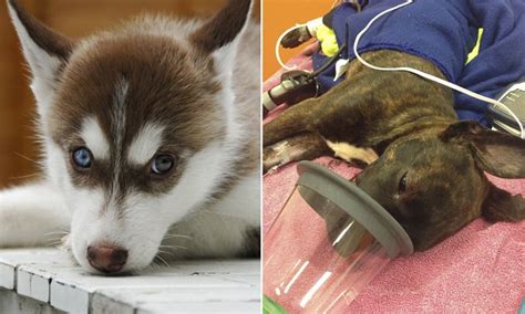 How much does a siberian husky cost, and why the large variance? Husky puppy dies after it was left in a suitcase to ...