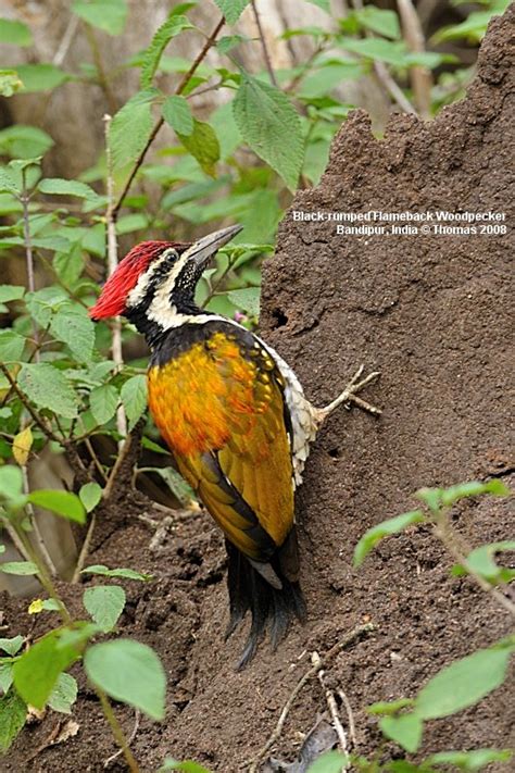 Woodpeckers Of India Walk The Wilderness