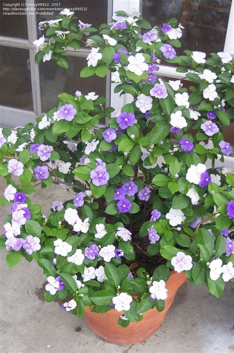 Maybe you would like to learn more about one of these? Brunfelsia latifolia - Yesterday, today, and tomorrow ...