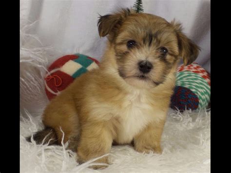 The puppies also come with a health guarantee. Havanese Puppies For Sale - AKC Marketplace