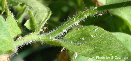 Bad love out now on no sleep and alcopop! Houseplant Pests (houseplantpest) | Nebraska Extension in ...